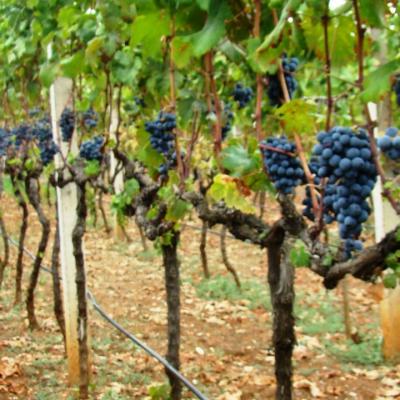 Vino Matic Vinograd 11