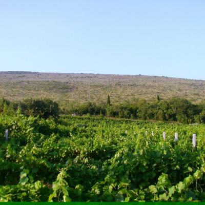 Vino Matic Vinograd 1